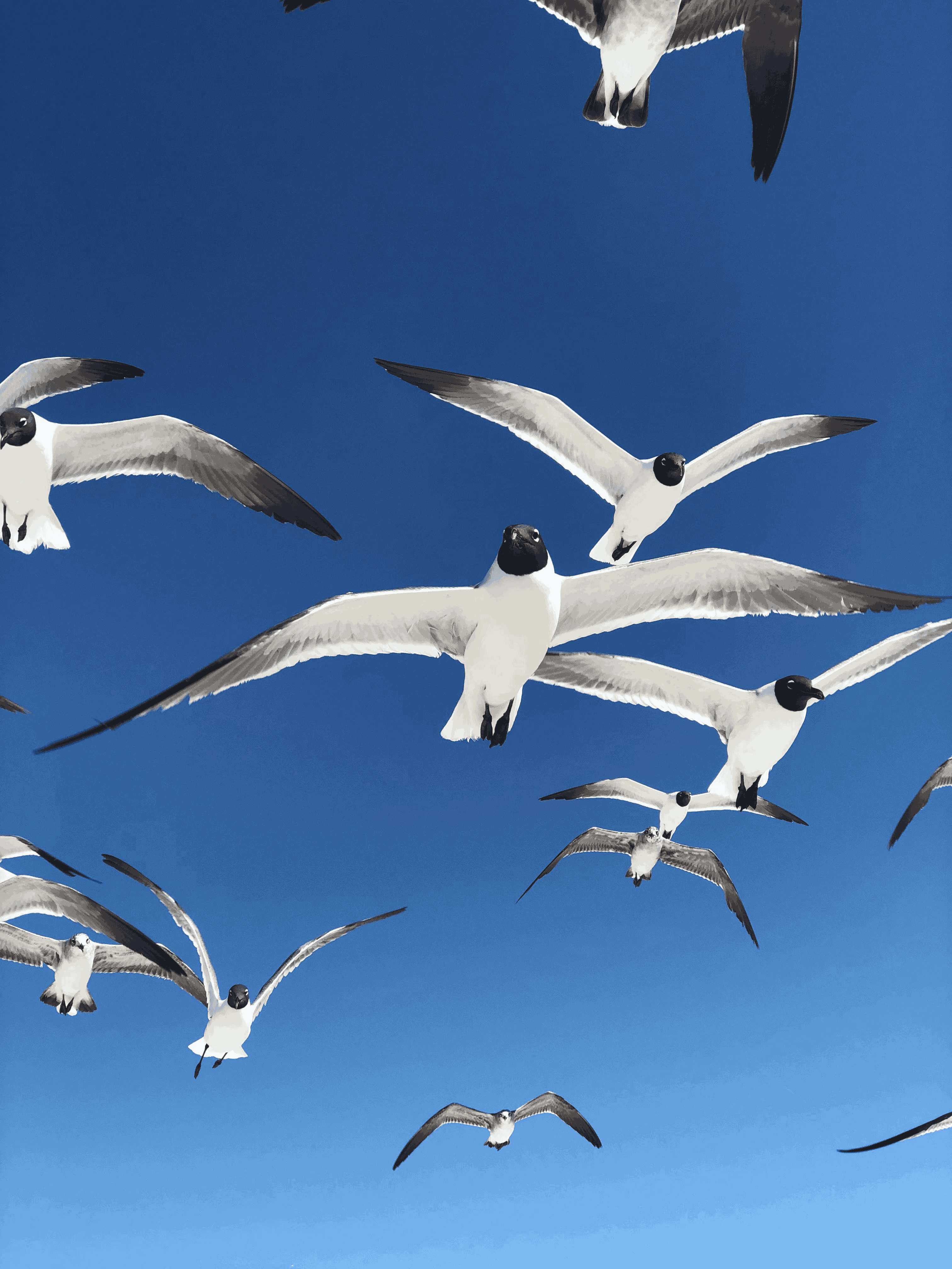 Oiseaux Côtiers